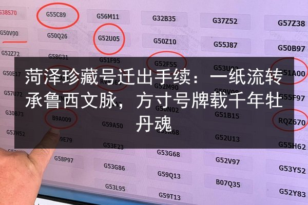 菏泽珍藏号迁出手续:一纸流转承鲁西文脉,方寸号牌载千年牡丹魂 第2张 菏泽珍藏号迁出手续:一纸流转承鲁西文脉,方寸号牌载千年牡丹魂 第2张